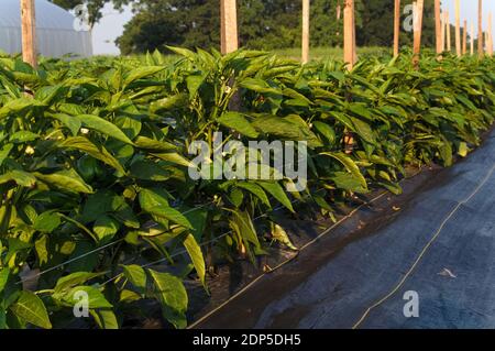 Piante di pepe che crescono in una fila alla luce del sole del mattino, in una fattoria Amish a Lancaster, Pennsylvania Foto Stock