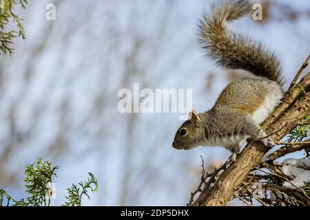 Scoiattolo grigio orientale nell'ambiente naturale inverno in un parco forestale Foto Stock