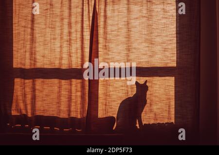 Silhouette ombra di un piccolo gatto carino seduto da solo sulla soglia della finestra dietro la tenda. Gatto animale domestico animale domestico guardando fuori dalla finestra. Foto Stock