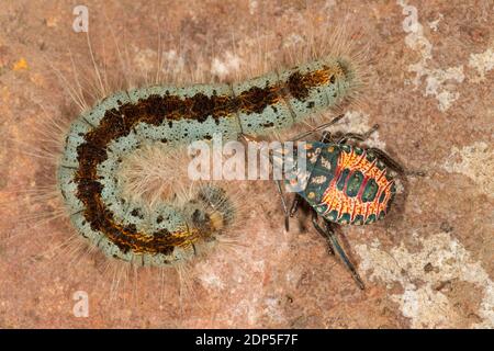 Predatorio Stink Bug ninfa, Apoecilus sp., Pentatomidae. Nutrire la larva di Moth, Malacosoma Incurvum, Lasiocampidae. Foto Stock