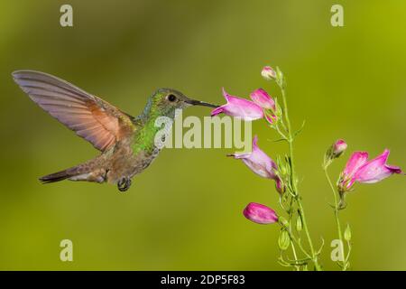 Berylline Hummingbird femmina, Amazilia beryllina, che si nutra a Penstemon sp. Foto Stock