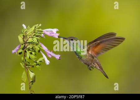 Berylline Hummingbird femmina, Amazilia beryllina, che si nutra ad Agastache sp. Foto Stock