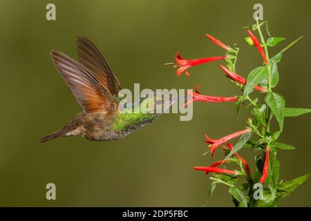 Berylline Hummingbird femmina, Amazilia beryllina. Alimentazione ad Anisacanthus quadrifidus, Acanthaceae. Foto Stock