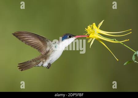 Violetto-coronato Hummingbird maschio, Amazilia violiceps, che si nuoce a Yellow Columbine, Aquilegia crisantha, Ranunculaceae. Foto Stock