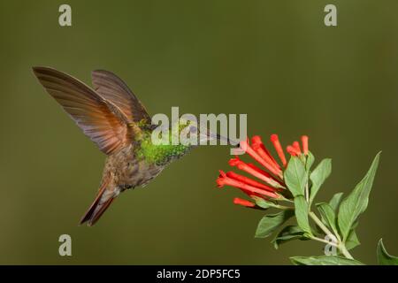 Berylline Hummingbird femmina, Amazilia beryllina. Alimentazione a Bouvardia ternifolia, Rubiaceae. Foto Stock