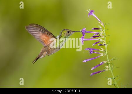 Berylline Hummingbird femmina, Amazilia beryllina, che si nutra a Ipomopsis thurberi. Foto Stock