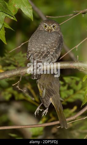 Pigmy-Owl settentrionale, gnoma glaucidium, con Towhee dalla coda verde, Pipilo chlorurus. Foto Stock