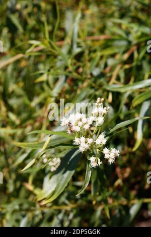 Stampinate Bloom, Seepwillow, Baccharis salicifolia, Asteraceae, arbusto dioecioso nativo, Ballona Freshwater Marsh, Southern California Coast, Autunno. Foto Stock