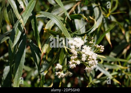 Stampinate Bloom, Seepwillow, Baccharis salicifolia, Asteraceae, arbusto dioecioso nativo, Ballona Freshwater Marsh, Southern California Coast, Autunno. Foto Stock