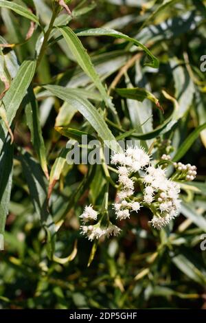 Stampinate Bloom, Seepwillow, Baccharis salicifolia, Asteraceae, arbusto dioecioso nativo, Ballona Freshwater Marsh, Southern California Coast, Autunno. Foto Stock