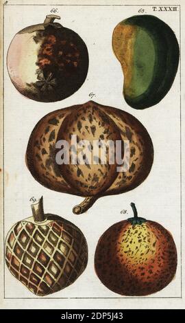 Varietà di frutti tropicali: mango, Mangifera indica 65, mangosteen, Garcinia x mangostana 66, mammee mela, Mammea africana 67, saodilla, Manilkara zapota 68, e crema di mele, Annona reticulata 69. Incisione a mano su copperplate di un'illustrazione botanica tratta dall'Unterhaltungen aus der Naturgeschichte di Gottlieb Tobias Wilhelm (Enciclopedia di Storia Naturale), Vienna, 1816. Foto Stock