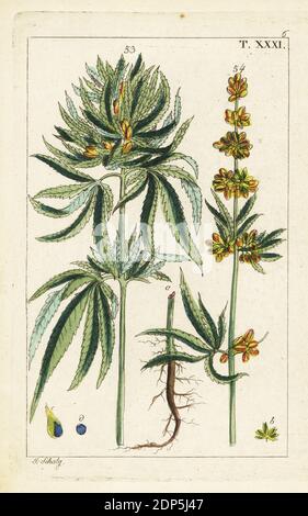 Pianta di cannabis con foglie, germogli e radici, Cannabis sativa. Incisione a mano su copperplate di J. Schaly di un'illustrazione botanica tratta da Unterhaltungen aus der Naturgeschichte di Gottlieb Tobias Wilhelm (Enciclopedia of Natural History), Vienna, 1816. Foto Stock