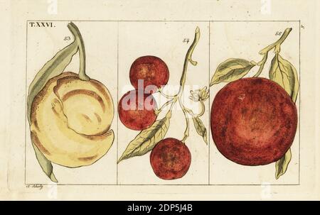 Varietà di arance: Arancio amaro, Citrus aurantium 53, arancio dolce, Citrus sinensis 55 e kumquat, Citrus japonica 54. Incisione a mano su copperplate di J. Schaly di un'illustrazione botanica tratta da Unterhaltungen aus der Naturgeschichte di Gottlieb Tobias Wilhelm (Enciclopedia of Natural History), Vienna, 1816. Foto Stock