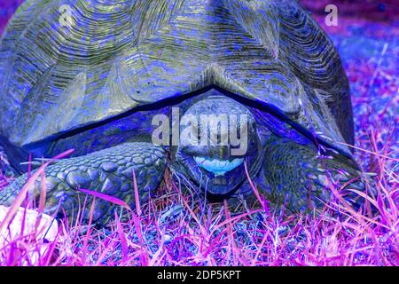 Astratto tartaruga leopardata (Stigmochelys pardalis) pascolo su erba, Kruger National Park, Sudafrica Foto Stock