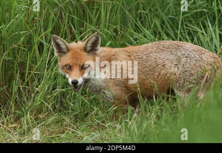 Un magnifico rosso selvatico, Fox Vulpes vulpes, a caccia di cibo da mangiare in erba lunga. Foto Stock