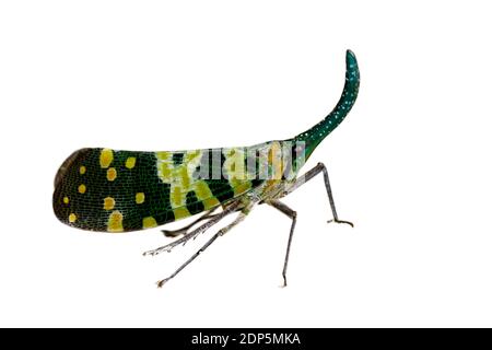 Immagine di Pirops viridirostris(Westwood, 1848) isolato su sfondo bianco. Insetto. Animali. Foto Stock