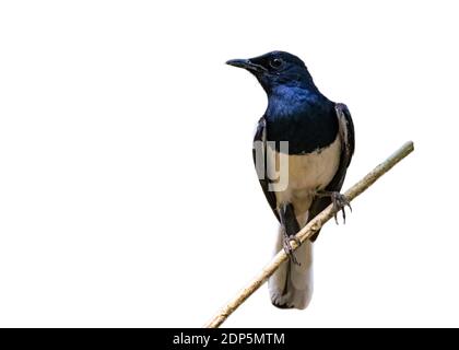 Immagine di uccello sul ramo isolato su sfondo bianco. Oriental Magpie Robin (Copsychus saularis). Uccello. Animale. Foto Stock