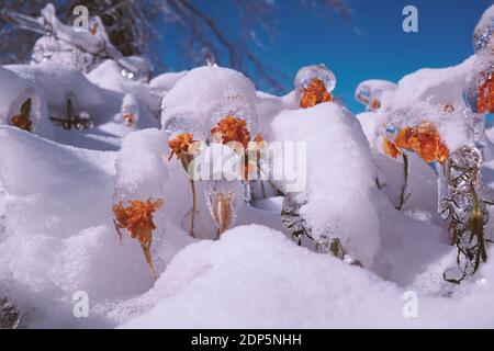 L'acqua fredda copriva le piante e congelava. Statue di ghiaccio di fiori surgelati sotto la neve derive. Inverno russo Foto Stock