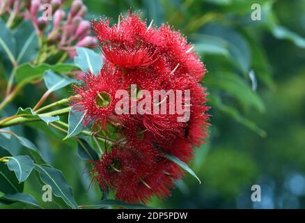 Fiori rossi e boccioli rosa dell'albero gengivale australiano Corymbia ficifolia Wildfire varietà, Famiglia Myrtaceae. Foto Stock