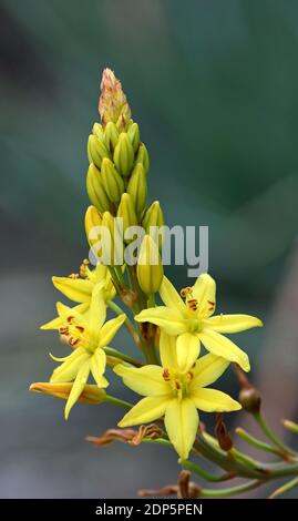 Nativi Australiani giallo a forma di stella dei fiori di Bulbine Lily, Bulbine glauca, famiglia Asphodelaceae. Endemica di NSW, Victoria e Tasmania Foto Stock