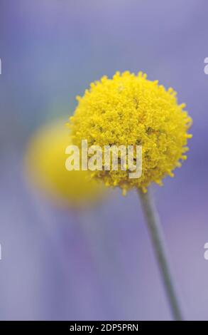 Australiano nativo giallo Billy pulsante fiori, Craspedia glauca, daisy famiglia Asteraceae. Conosciuto anche come teste di lana o fiori di drumstick. Perenne Foto Stock