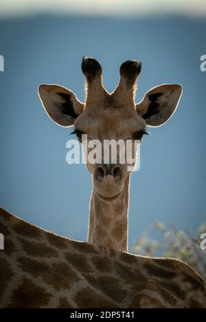 Primo piano della giraffa meridionale retroilluminata dietro la madre Foto Stock