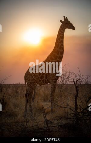 Primo piano della giraffa sud retroilluminata nel profilo Foto Stock