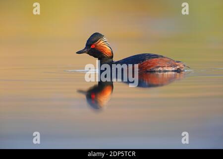 Una straordinaria riproduzione del piumaggio nero-colli o svasso Eared Grebe (Podiceps nigricollis) su un lago nelle Midlands inglese Foto Stock