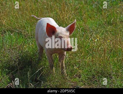 Simpatico Piglet bianco che cammina in erba lunga Foto Stock