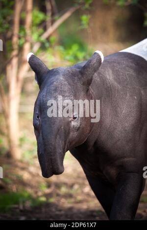 Il tapiro: la malese, chiamato anche Asian tapiro (Tapirus indicus) Foto Stock