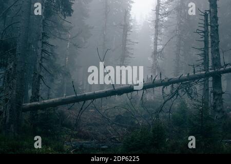 Foresta magica con sole mattutino che si inforta attraverso la nebbia - foto di paesaggio iride e sognante Foto Stock