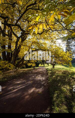 Splendido autunno/autunno catturato in un'immagine di paesaggio: Colori vivaci scomparendo lentamente e facendo spazio per l'aspetto grigiastro di inverno Foto Stock