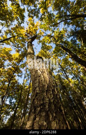 Splendido autunno/autunno catturato in un'immagine di paesaggio: Colori vivaci scomparendo lentamente e facendo spazio per l'aspetto grigiastro di inverno Foto Stock