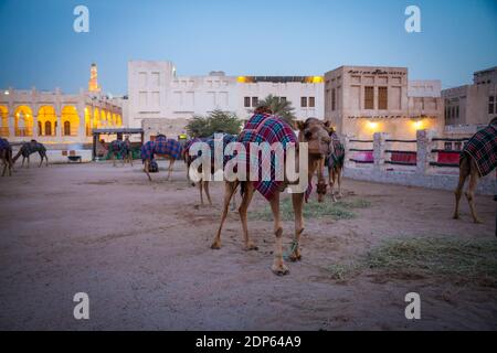 Souk dei cammelli a Doha, Qatar Foto Stock