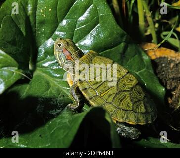 Red-Eared Terrapin,btrachemys scripta elegans Foto Stock