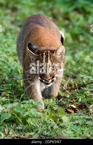 Asian Golden Cat o Temmink's Cat, catopuma tempmincki Foto Stock