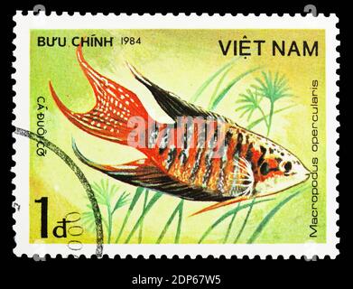 MOSCA, RUSSIA - 26 SETTEMBRE 2018: Un francobollo stampato in Vietnam mostra Paradise Gourami (Macropodus opercularis), Fish - serie ornamentale, circa 1984 Foto Stock
