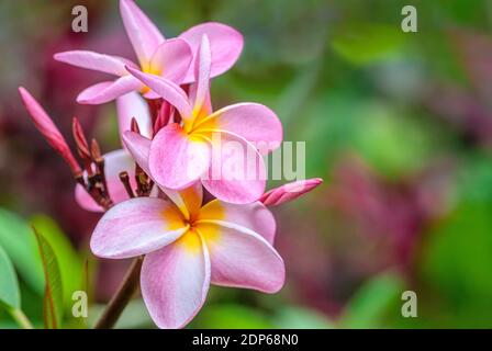 Primo piano di colore rosa fiori di frangipani su un albero Foto Stock