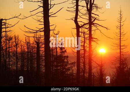 Schierke, Germania. 19 dicembre 2020. All'alba sulle montagne Harz, il cielo colora l'orizzonte. In primo piano sono alberi morti. Nei prossimi giorni c'è un cambiamento nel tempo. Il sole si mostrerà meno spesso. Credit: Matrhias Bein/dpa-Zentralbild/dpa/Alamy Live News Foto Stock