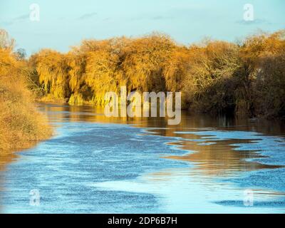 Golden pomeriggio luce su salici piangenti accanto al fiume Ouse vicino York, Inghilterra, in inverno Foto Stock