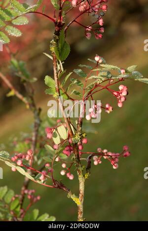 Sorbus Pseudohupehensis ‘Pagoda Rosa’ arbusto in bacche, pianta di interesse autunnale Foto Stock