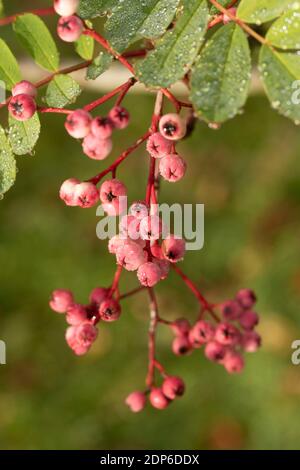 Sorbus Pseudohupehensis ‘Pagoda Rosa’ arbusto in bacche, pianta di interesse autunnale Foto Stock