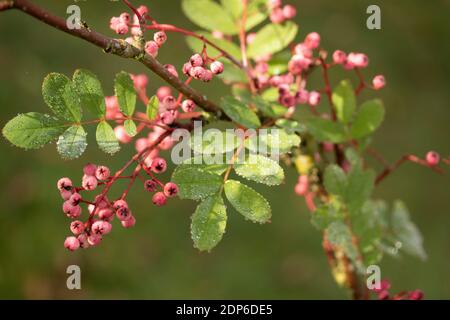 Sorbus Pseudohupehensis ‘Pagoda Rosa’ arbusto in bacche, pianta di interesse autunnale Foto Stock