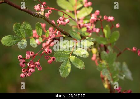 Sorbus Pseudohupehensis ‘Pagoda Rosa’ arbusto in bacche, pianta di interesse autunnale Foto Stock