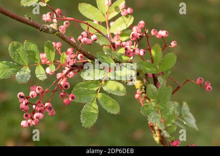 Sorbus Pseudohupehensis ‘Pagoda Rosa’ arbusto in bacche, pianta di interesse autunnale Foto Stock