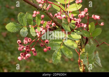 Sorbus Pseudohupehensis ‘Pagoda Rosa’ arbusto in bacche, pianta di interesse autunnale Foto Stock