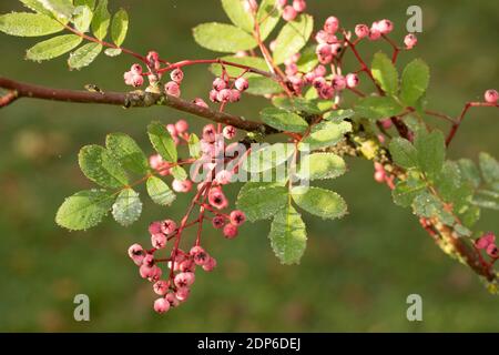 Sorbus Pseudohupehensis ‘Pagoda Rosa’ arbusto in bacche, pianta di interesse autunnale Foto Stock