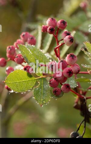 Sorbus Pseudohupehensis ‘Pagoda Rosa’ arbusto in bacche, pianta di interesse autunnale Foto Stock