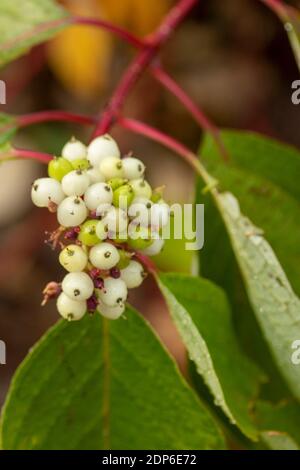 Cornus Sericea bacche di Baileyi e foglie larghe, ritratto di piante naturali Foto Stock