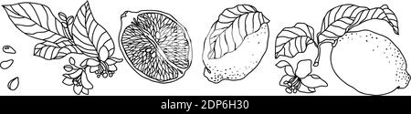 Set con pianta di limone. Ci sono frutta, fiori, foglie, gemme, semi e rami. Il set è realizzato con una tecnica a penna vintage Illustrazione Vettoriale